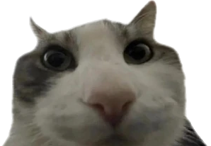 Cat looking into things